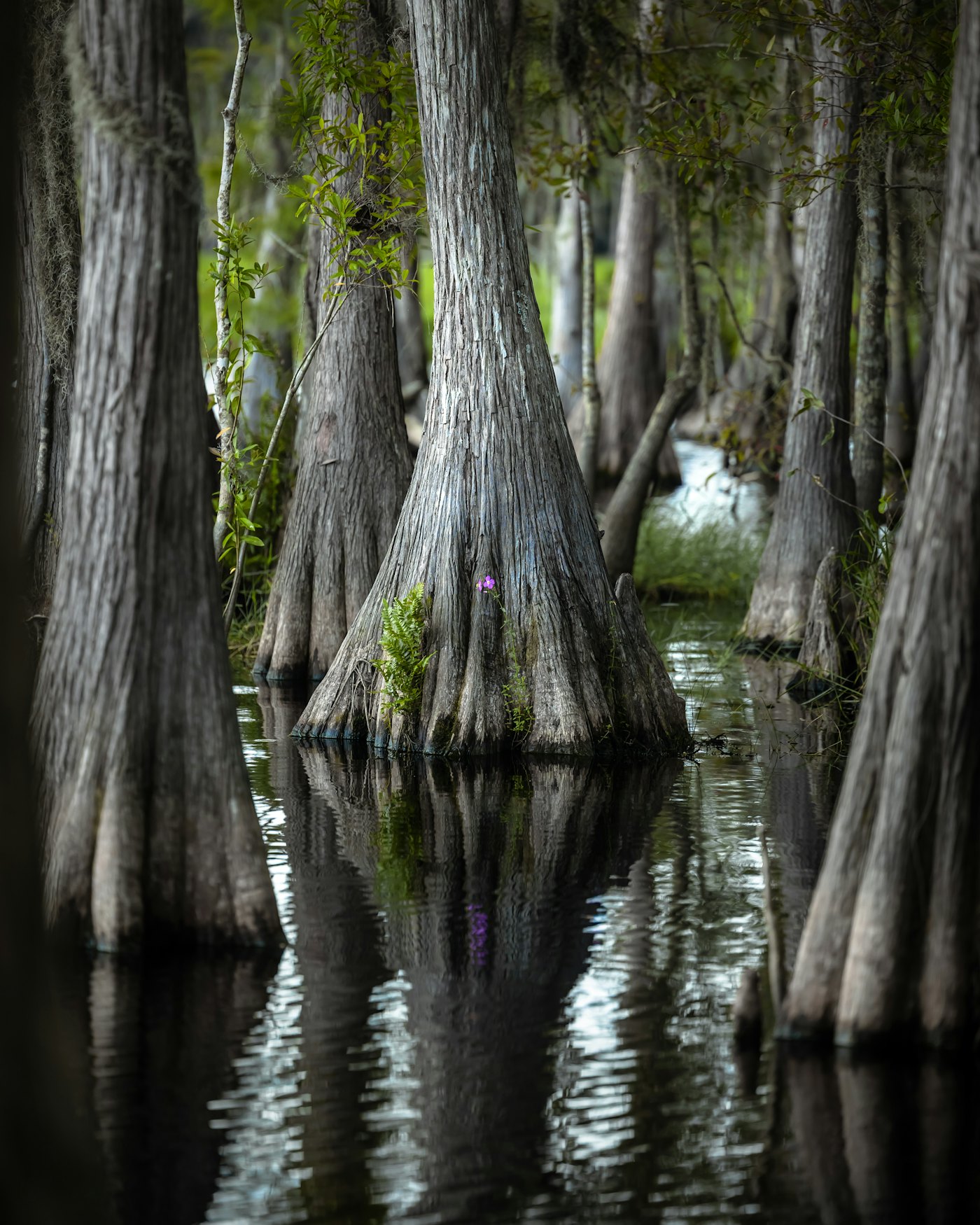 Cypress trunks standing in still, dark Louisiana swamp water.