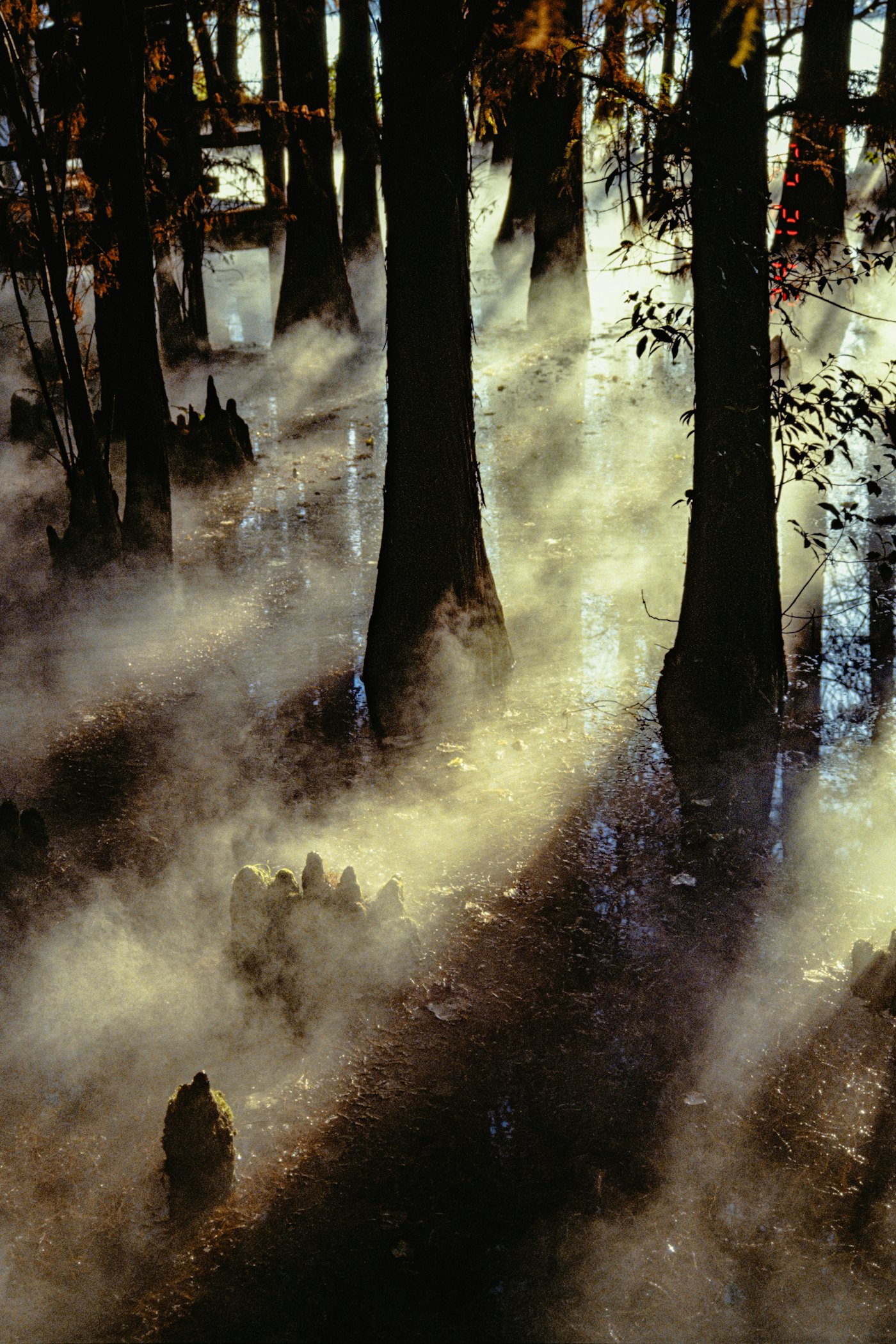 Morning sun breaking through mist among cypress trunks and knees in a dark swamp.